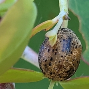 Trachymela sp. (genus) at Stromlo, ACT - 4 Dec 2021