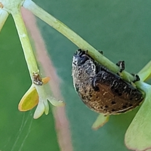 Trachymela sp. (genus) at Stromlo, ACT - 4 Dec 2021