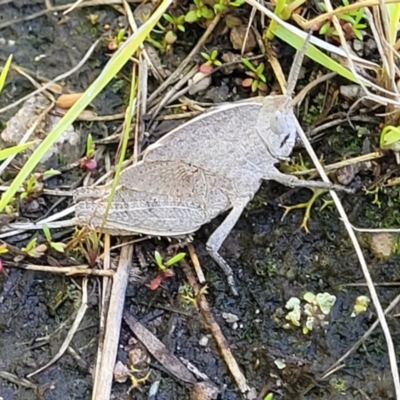 Goniaea australasiae (Gumleaf grasshopper) at Block 402 - 3 Dec 2021 by trevorpreston