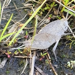 Goniaea australasiae at Stromlo, ACT - 4 Dec 2021