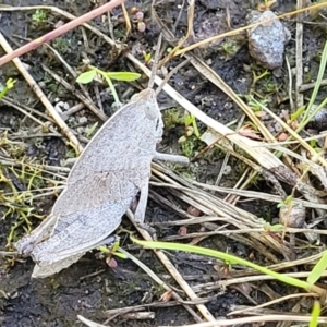 Goniaea australasiae at Stromlo, ACT - 4 Dec 2021