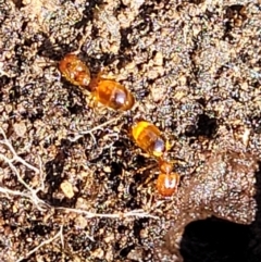 Pheidole sp. (genus) (Seed-harvesting ant) at Stromlo, ACT - 3 Dec 2021 by tpreston