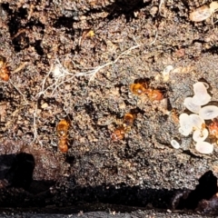 Pheidole sp. (genus) at Stromlo, ACT - 4 Dec 2021