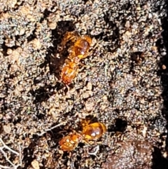 Pheidole sp. (genus) at Stromlo, ACT - 4 Dec 2021