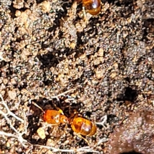 Pheidole sp. (genus) at Stromlo, ACT - 4 Dec 2021