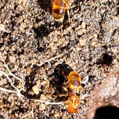 Pheidole sp. (genus) at Stromlo, ACT - 4 Dec 2021