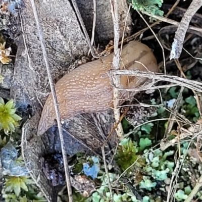 Ambigolimax nyctelia (Striped Field Slug) at Piney Ridge - 3 Dec 2021 by tpreston