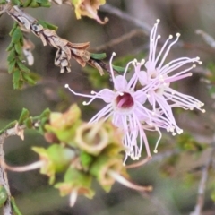 Kunzea parvifolia (Violet Kunzea) at Stromlo, ACT - 3 Dec 2021 by tpreston
