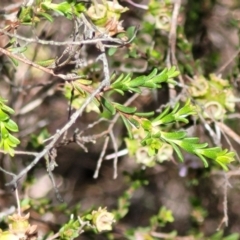 Kunzea parvifolia at Stromlo, ACT - 4 Dec 2021 09:58 AM