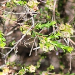 Kunzea parvifolia at Stromlo, ACT - 4 Dec 2021