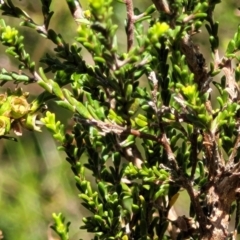 Kunzea parvifolia at Stromlo, ACT - 4 Dec 2021 09:58 AM