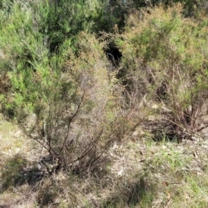 Kunzea parvifolia at Stromlo, ACT - 4 Dec 2021 09:58 AM