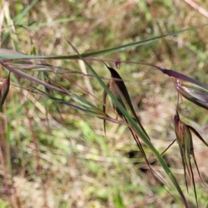 Themeda triandra at Stromlo, ACT - 4 Dec 2021 09:55 AM