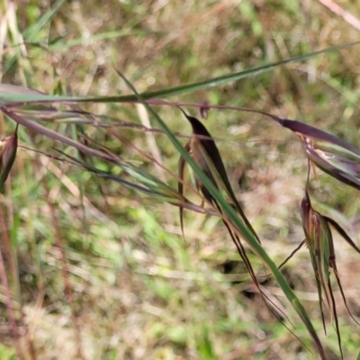 Themeda triandra (Kangaroo Grass) at Stromlo, ACT - 4 Dec 2021 by trevorpreston