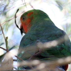 Alisterus scapularis (Australian King-Parrot) at Wodonga Regional Park - 3 Dec 2021 by KylieWaldon
