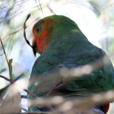 Alisterus scapularis (Australian King-Parrot) at Wodonga - 3 Dec 2021 by KylieWaldon
