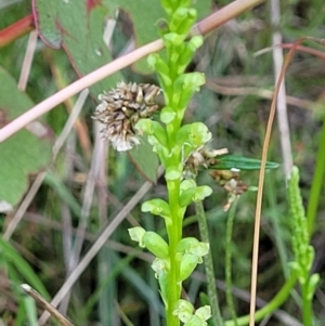 Microtis sp. at Stromlo, ACT - suppressed