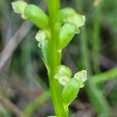 Microtis sp. at Stromlo, ACT - suppressed