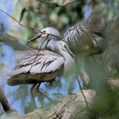 Egretta novaehollandiae (White-faced Heron) at Wodonga, VIC - 4 Dec 2021 by KylieWaldon