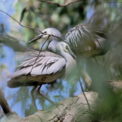 Egretta novaehollandiae (White-faced Heron) at Wodonga Regional Park - 3 Dec 2021 by KylieWaldon