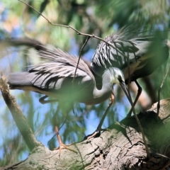 Egretta novaehollandiae at Wodonga, VIC - 4 Dec 2021 10:30 AM