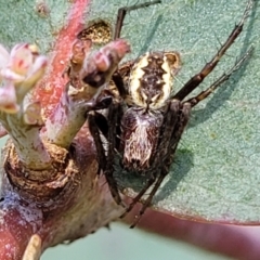 Araneinae (subfamily) (Orb weaver) at Stromlo, ACT - 3 Dec 2021 by trevorpreston