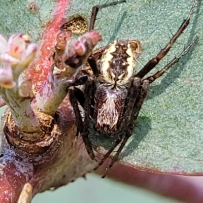 Araneinae (subfamily) (Orb weaver) at Stromlo, ACT - 4 Dec 2021 by trevorpreston