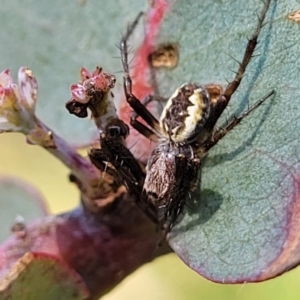 Araneinae (subfamily) at Stromlo, ACT - 4 Dec 2021 09:52 AM