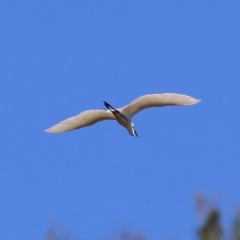 Ardea alba (Great Egret) at Wodonga, VIC - 3 Dec 2021 by KylieWaldon