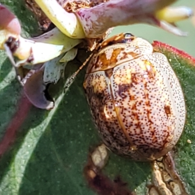 Paropsisterna m-fuscum (Eucalyptus Leaf Beetle) at Stromlo, ACT - 4 Dec 2021 by trevorpreston