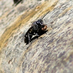 Pison sp. (genus) (Black mud-dauber wasp) at Wodonga, VIC - 4 Dec 2021 by KylieWaldon