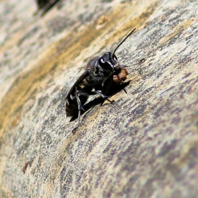 Pison sp. (genus) (Black mud-dauber wasp) at Wodonga, VIC - 4 Dec 2021 by KylieWaldon
