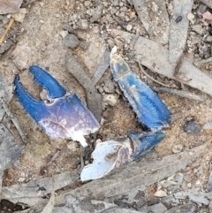 Cherax destructor (Common Yabby) at Block 402 - 3 Dec 2021 by trevorpreston