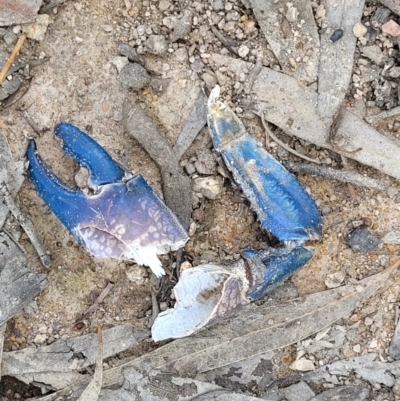 Cherax destructor (Common Yabby) at Block 402 - 3 Dec 2021 by trevorpreston