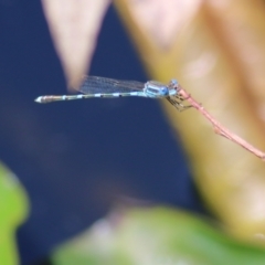 Austrolestes leda (Wandering Ringtail) at Wodonga, VIC - 4 Dec 2021 by KylieWaldon