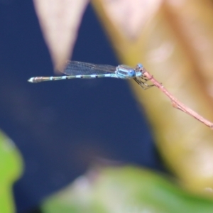 Austrolestes leda at Wodonga, VIC - 4 Dec 2021 10:57 AM