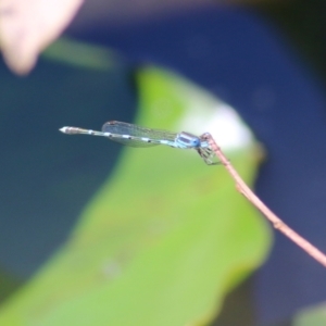 Austrolestes leda at Wodonga, VIC - 4 Dec 2021