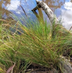Carex appressa (Tall Sedge) at Piney Ridge - 3 Dec 2021 by tpreston