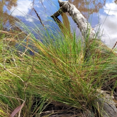 Carex appressa (Tall Sedge) at Stromlo, ACT - 4 Dec 2021 by trevorpreston