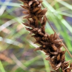 Carex appressa at Stromlo, ACT - 4 Dec 2021