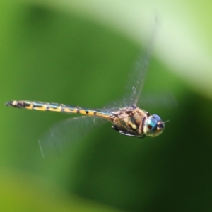 Hemicordulia australiae at Wodonga, VIC - 4 Dec 2021