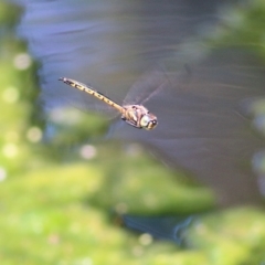 Hemicordulia australiae at Wodonga, VIC - 4 Dec 2021 10:51 AM