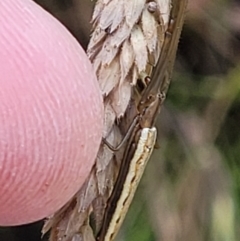 Tetragnatha sp. (genus) at Block 402 - 3 Dec 2021 by trevorpreston