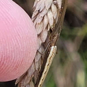 Tetragnatha sp. (genus) at Denman Prospect, ACT - 4 Dec 2021