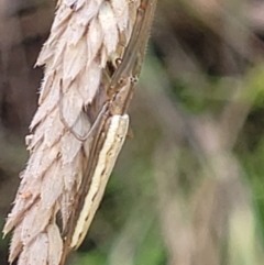 Tetragnatha sp. (genus) at Denman Prospect, ACT - 4 Dec 2021 09:46 AM