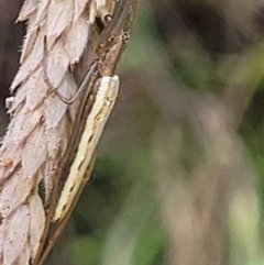 Tetragnatha sp. (genus) at Denman Prospect, ACT - 4 Dec 2021