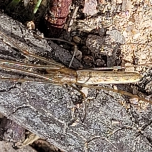 Tetragnatha sp. (genus) at Denman Prospect, ACT - 4 Dec 2021 09:46 AM