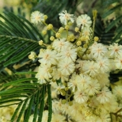 Acacia (genus) (A Wattle) at Stromlo, ACT - 4 Dec 2021 by trevorpreston