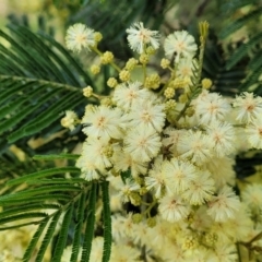 Acacia sp. (A Wattle) at Block 402 - 3 Dec 2021 by trevorpreston