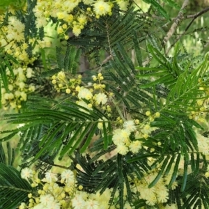 Acacia sp. at Stromlo, ACT - 4 Dec 2021